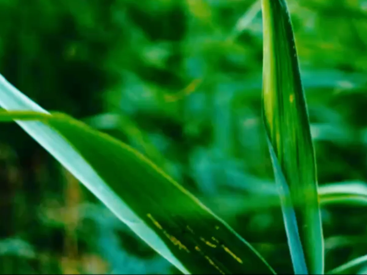 Korte Film - Help de Locals